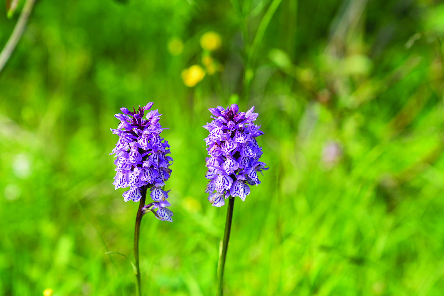 Paarse orchidee in het natuurgebied